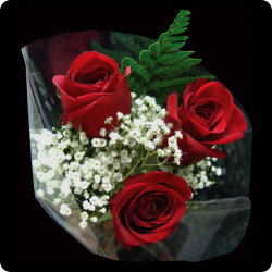 Finding Comfort with wholesale carnations for Memorial Services