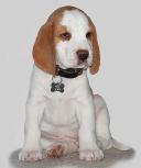 Final Farewells and Individual Pet Cremations