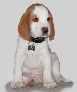 Final Farewells and Individual Pet Cremations