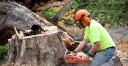 Discover the Benefits of Choosing Mississippi Tree Removal Service