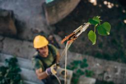 Are arborist services covered by homeowners insurance?