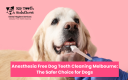 Professional Dog Teeth Cleaning Services in Melbourne