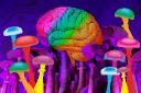 Psychedelic Drugs Market Size and Evolving Growth Trends Through 2033