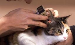 Helping Your Senior Pet Stay Fit: Why Weight Management Matters More Than Ever