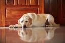 Knowing When It May Be Time to Say Goodbye to Your Dog