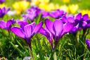 Complementary relationships between couples: The power of growing together