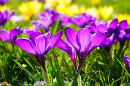 Complementary relationships between couples: The power of growing together