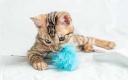 Cat Toy Preferences Among Modern Pet Owners