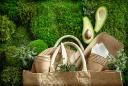 Understanding the Global Surge in Biodegradable Packaging Solutions