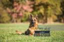 Retirement and Adoption of Military Working Dogs