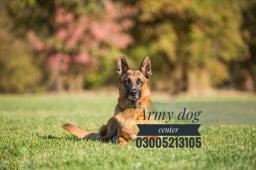 Retirement and Adoption of Military Working Dogs