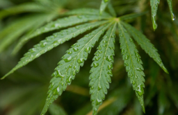 Explore a Trusted Arts District Weed Dispensary in Los Angeles