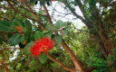 Why and Where We Find the Ōhiʻa Lehua Tree