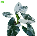 Bring Nature Home with Exotic Plants from Nature Sense Online