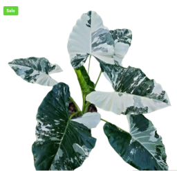 Bring Nature Home with Exotic Plants from Nature Sense Online