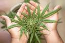 Understanding the Basics of Marijuana Certification