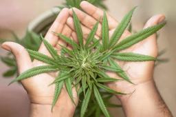 Understanding the Basics of Marijuana Certification