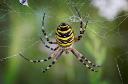 Common Spider Species in Gold Coast and How to Get Rid of Them