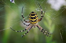 Common Spider Species in Gold Coast and How to Get Rid of Them