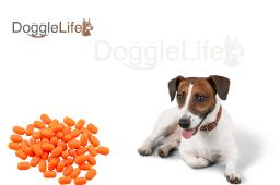 Best Websites for Pet Lovers: Your Ultimate Guide to Cats and Dogs