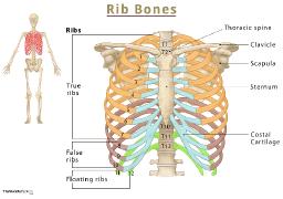 How Many Ribs Do Humans Have - Are men missing a rib