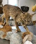 Bobcat taxidermy mounts for sale