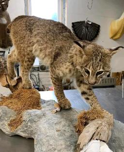 Bobcat taxidermy mounts for sale