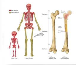 Ribs Bone Marrow Human: A Comprehensive Guide