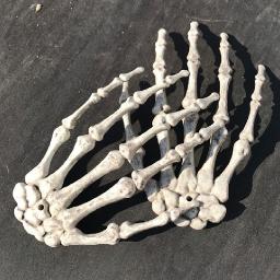 The Best Ways to Care for Your Real Skeleton Hand Bones