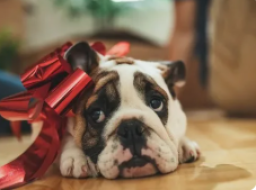 The Perfect Bulldog Lovers Gift: Thoughtful Ideas and Important Facts About Bulldog Allergies