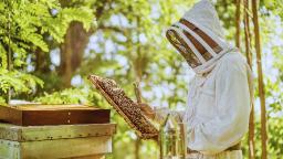 Best Beekeeping Jacket for Safe & Comfortable Hive Protection