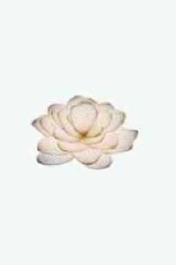 lotusatqueenswaymedical