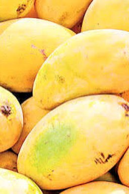 Best Pakistani Mangoes Online